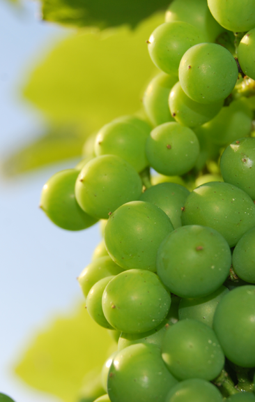 Cluster of White Grapes